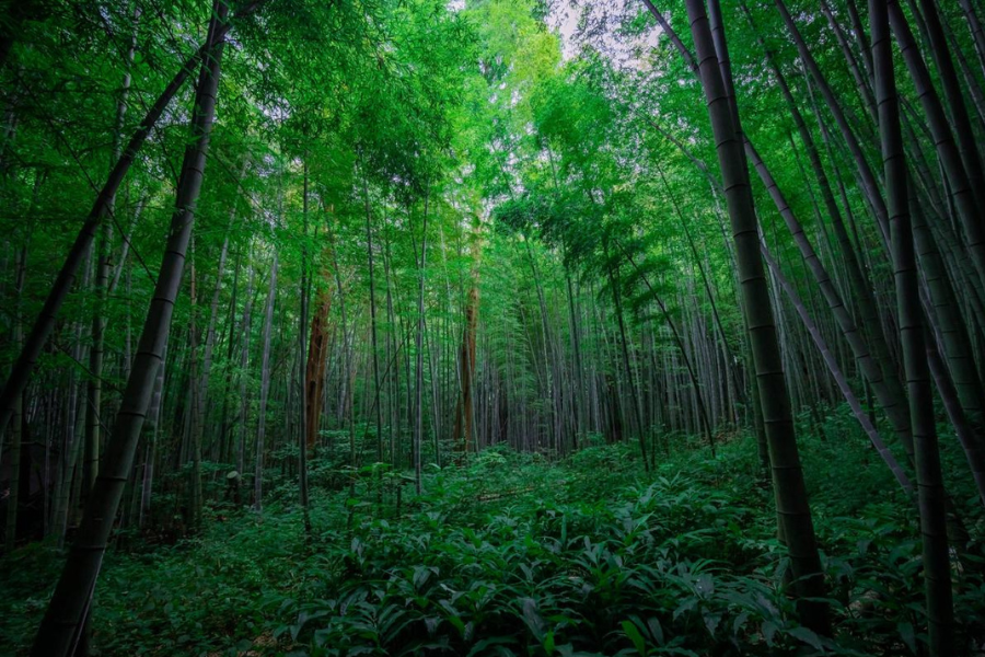 Dense bamboo forest symbolizing purity and resilience in Japanese culture, reflecting the natural harmony central to traditional beliefs and sustainable living.
