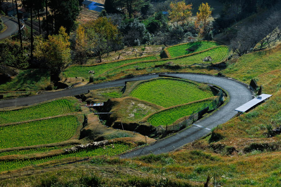 A winding road curves through terraced rice paddies in a rural Japanese mountain village — a landscape once at risk of abandonment.
