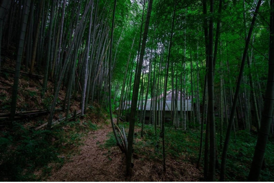 A traditional structure tucked inside a bamboo forest, representing PlanetDAO’s commitment to preserving cultural heritage and revitalizing rural Japan through sustainable tourism.