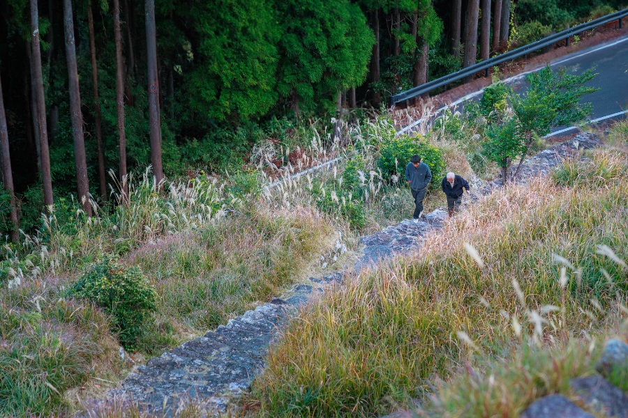 Two men walk along a stone path in overgrown grass beside a dense cedar forest — a quiet reminder of Japan’s aging rural communities.
