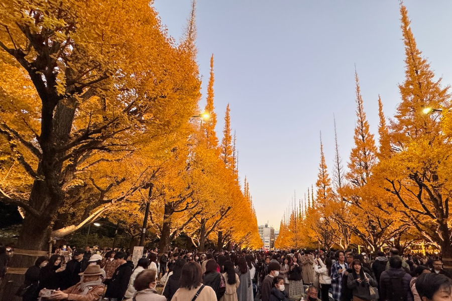 Crowds enjoying autumn ginkgo trees at Jingu Gaien in Tokyo