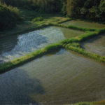 朱鷺の野生復帰が実施され、農薬や化学肥料を減らし、「生きものを育む農法」で安全安心のお米を栽培。